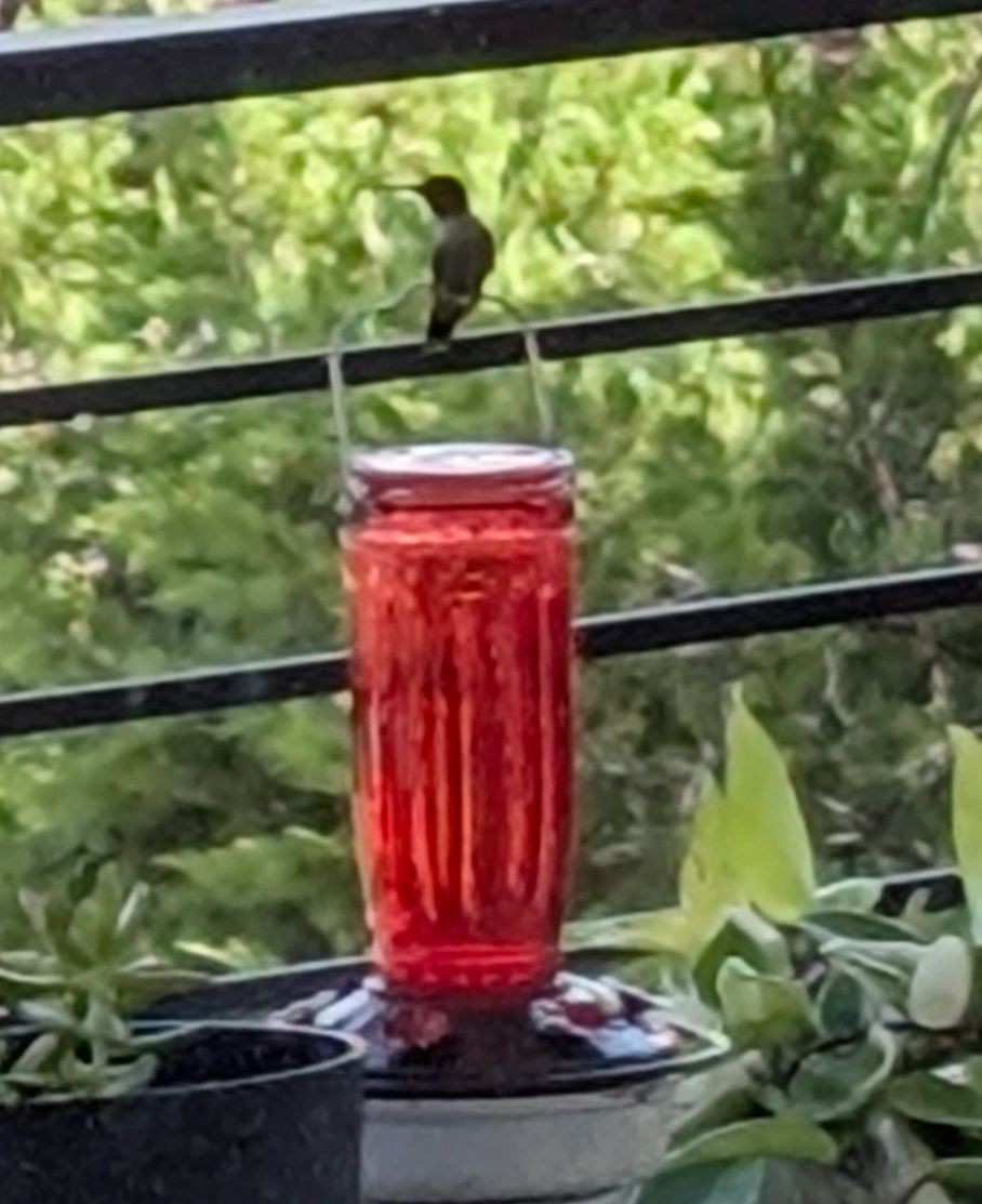 The Hummingbird on Top of the Feeder